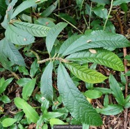 Elatostema fagifolium  urticaceae.indigène Réunion;.jpeg
